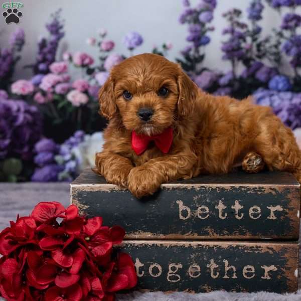 Chance, Cavapoo Puppy